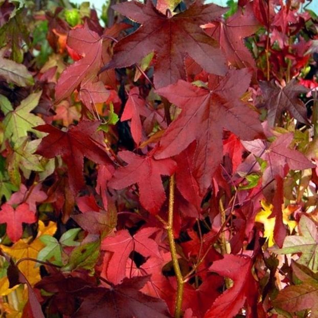 liquidambar-styraciflua-slender-silhouette-tree - b Comenzi plante copaci 2018 2019