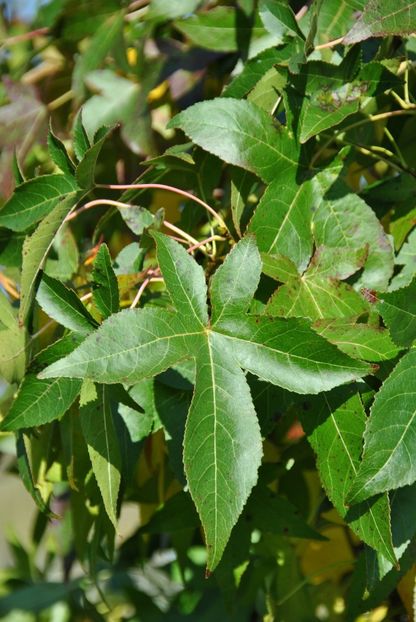 liquidambar_styraciflua_slender_silhouette - b Comenzi plante copaci 2018 2019