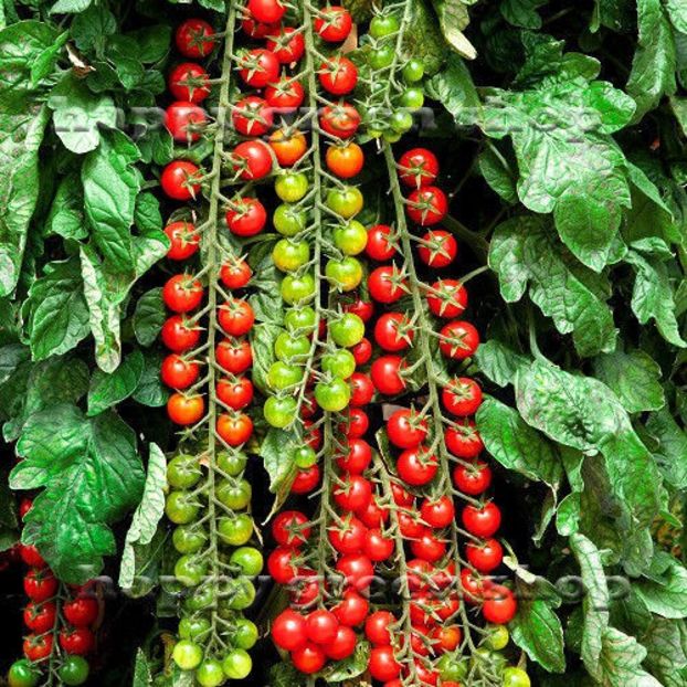 SWEET MILLION F1 - VEGETABLE TOMATO CHERRY - 15 CERTIFIED SEEDS - b Comenzi plante copaci 2018 2019