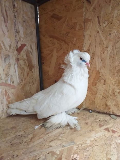 2018 - ---- uriaș maghiar