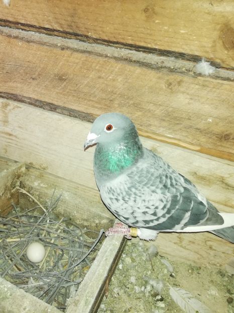  - PORUMBIȚE-VOIAJOR