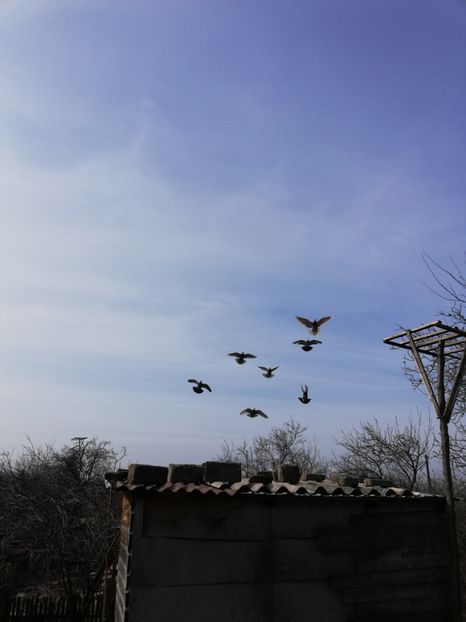  - VOIAJORI