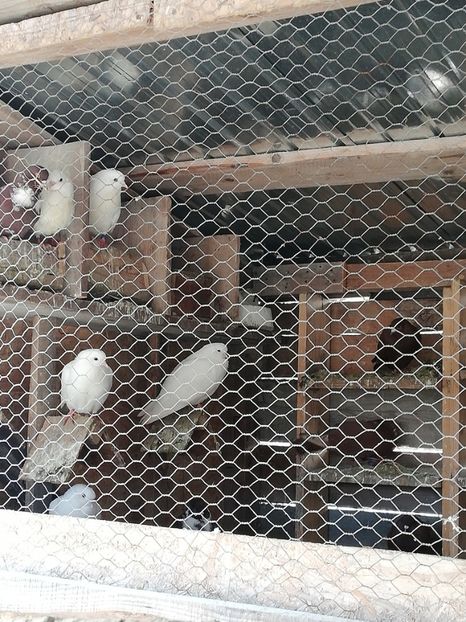  - ZBURATORI-DE-TÂRGOVIȘTE