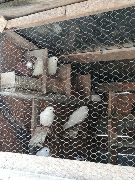  - ZBURATORI-DE-TÂRGOVIȘTE