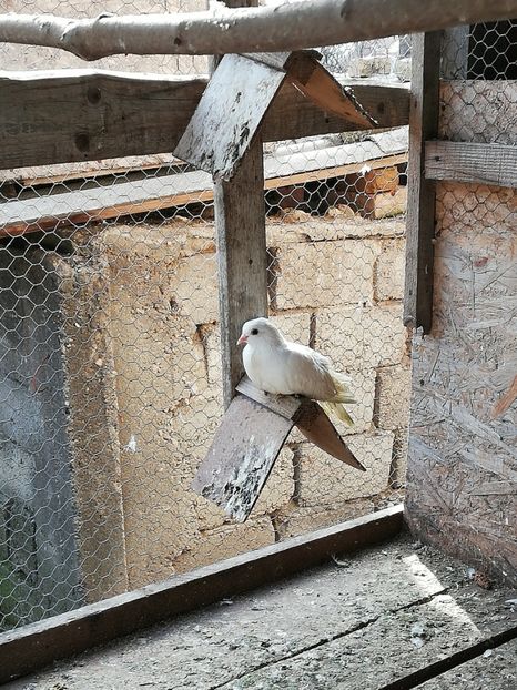  - ZBURATORI-DE-TÂRGOVIȘTE