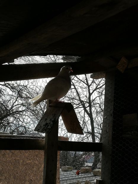  - ZBURATORI-DE-TÂRGOVIȘTE