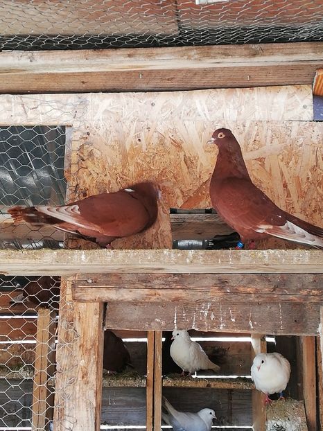  - ZBURATORI-DE-TÂRGOVIȘTE