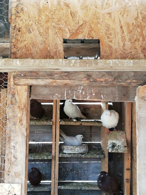  - ZBURATORI-DE-TÂRGOVIȘTE