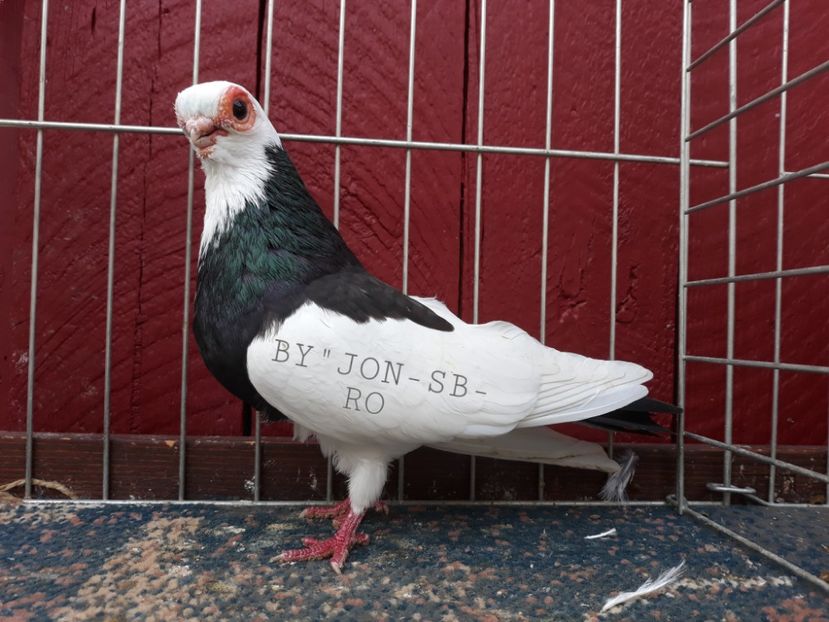 PRAGA SHORT - A--PICTURES OF MY PIGEON BREEDS