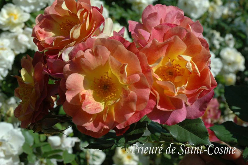 prieure de saint cosme - PRIEURE DE ST COSME