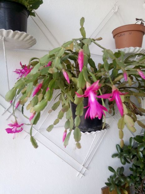  - Schlumbergera