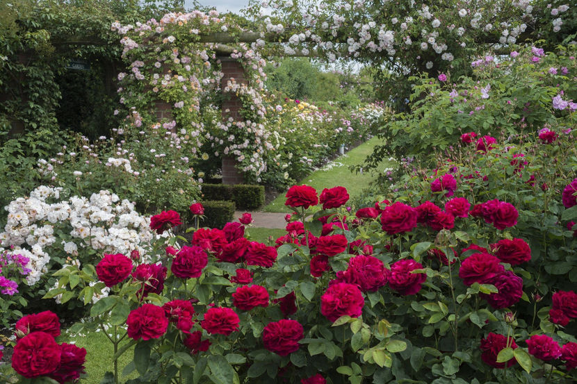 Darcey Bussell ® (Ausdecorum) - Darcey Bussell