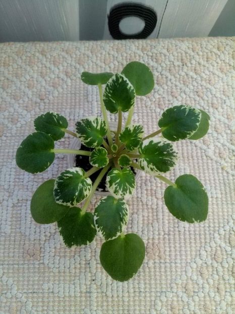 12 feb - Flashy Angel