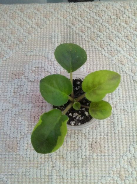 12 feb - ZZ LE Antonio Banderas