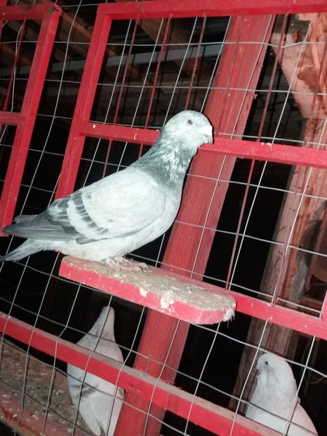  - Cuci și albaștri