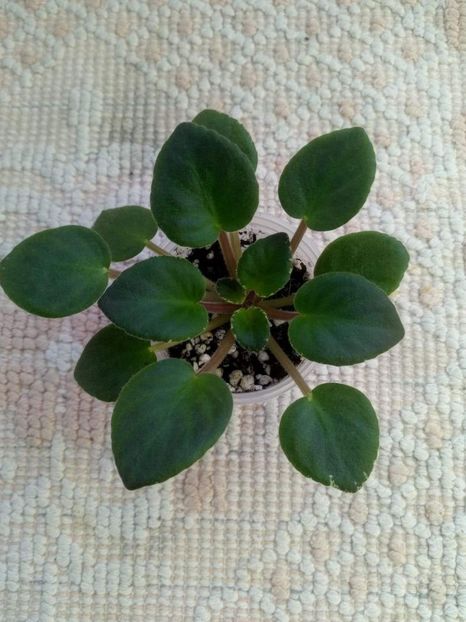 12 feb - ZZ Rob s Pewter Bells