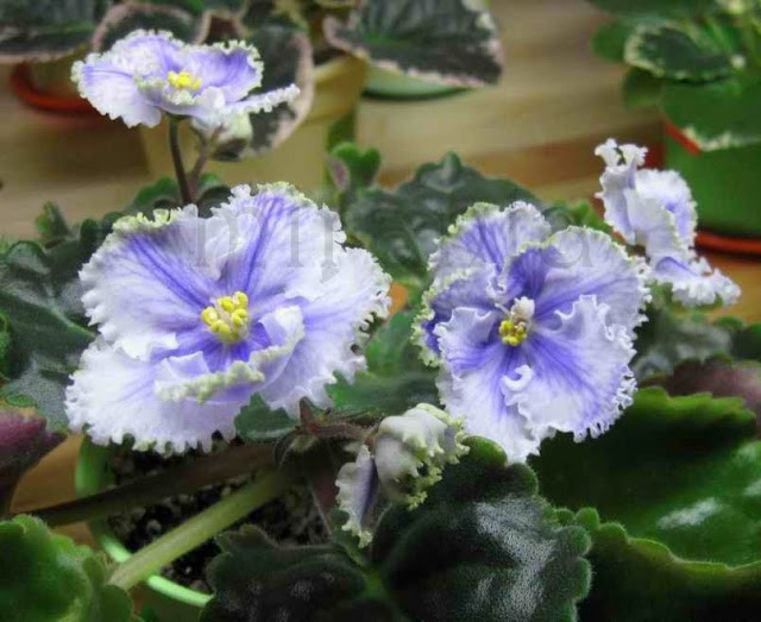 Kei Yoki poza net - Kei-Yoki