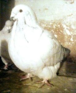 111884402_NODHMMG - - A - A - PRINTESA L E I A