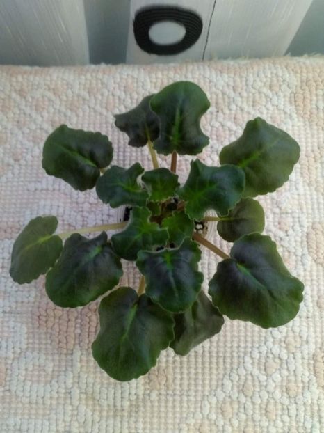 12 feb - ZZ Ian Tornado sport