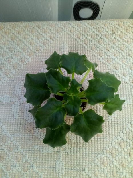 12 feb - ZZ LE Posledneye Dikhanie Zimy