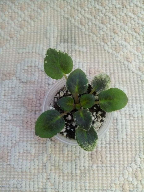 12 feb - ZZ Elizabeth