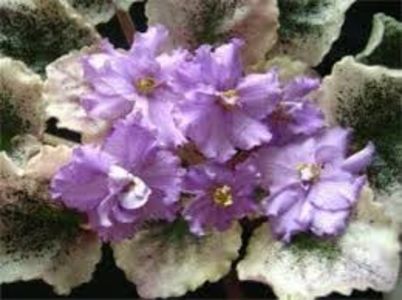 Ian Doubt poza net - Ian Doubt