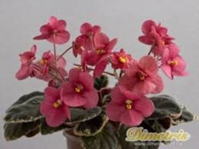 Mac s Strawberry Sundae poza net - ZZ Mac s Strawberry Sundae