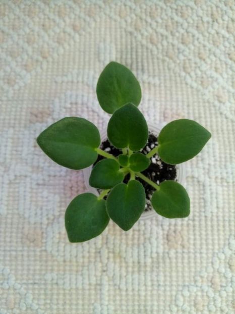 12 feb - ZZ Mac s Strawberry Sundae