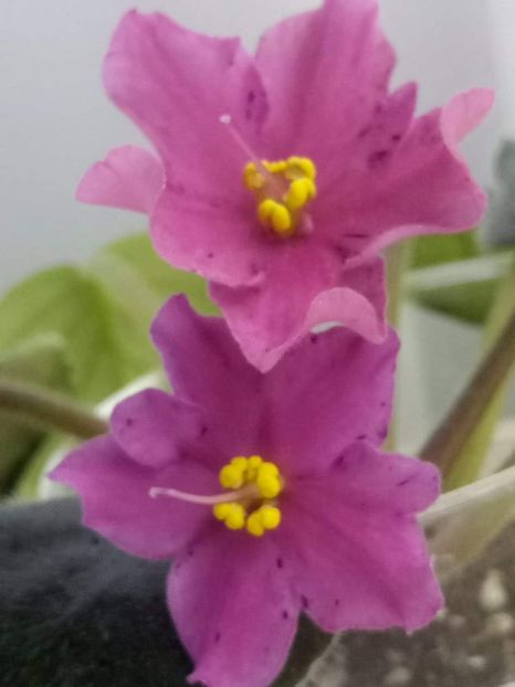 12 feb - ZZ No ID Buckeye?