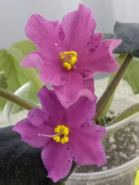 12 feb - ZZ No ID Buckeye?