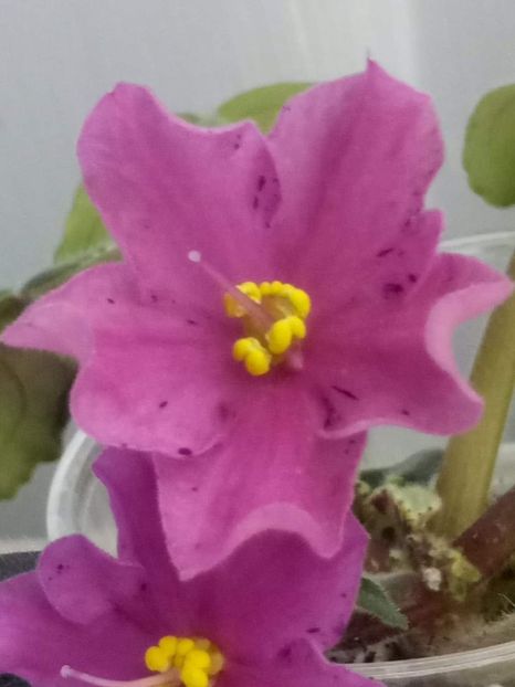 12 feb - ZZ No ID Buckeye?