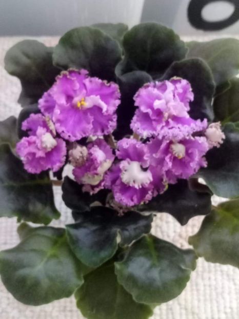 12 feb - ZZ LE Fuksijevoje Kruzevo