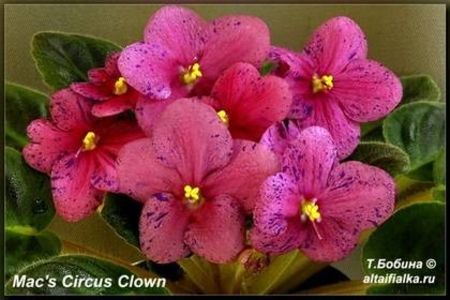 MacsCircusClown - ZZ Mac s Circus Clown