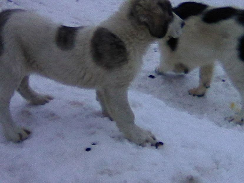 Photo0621 - AA Ciobanesc de Bucovina 2019