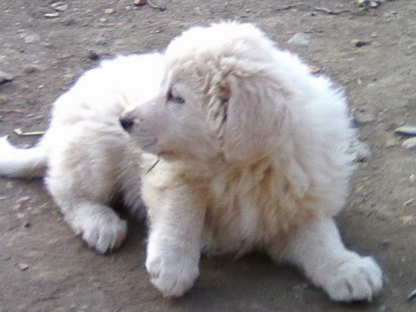 Photo0489 - AA Ciobanesc de Bucovina 2019