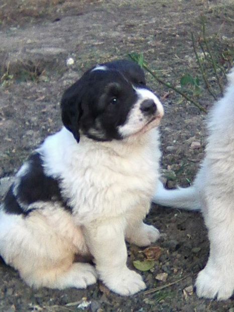 Photo0505 - AA Ciobanesc de Bucovina 2019