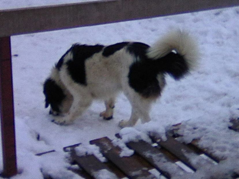 Thor - AA Ciobanesc de Bucovina 2019