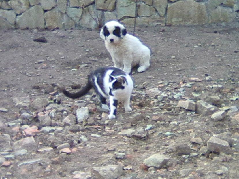 Photo0495 - AA Ciobanesc de Bucovina 2019
