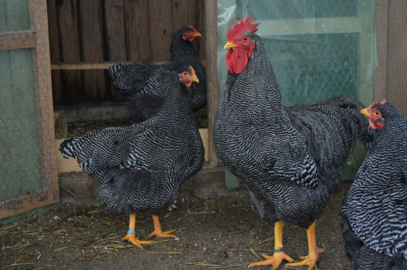  - PLYMOUTH ROCKS 2019