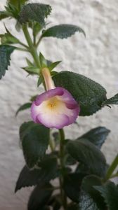 Sauline - 001 2018 - ACHIMENESI P-Y