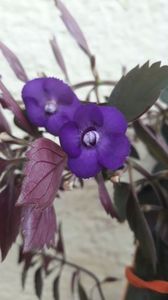 Violacea Semiplena - 001 2018 - ACHIMENESI P-Y