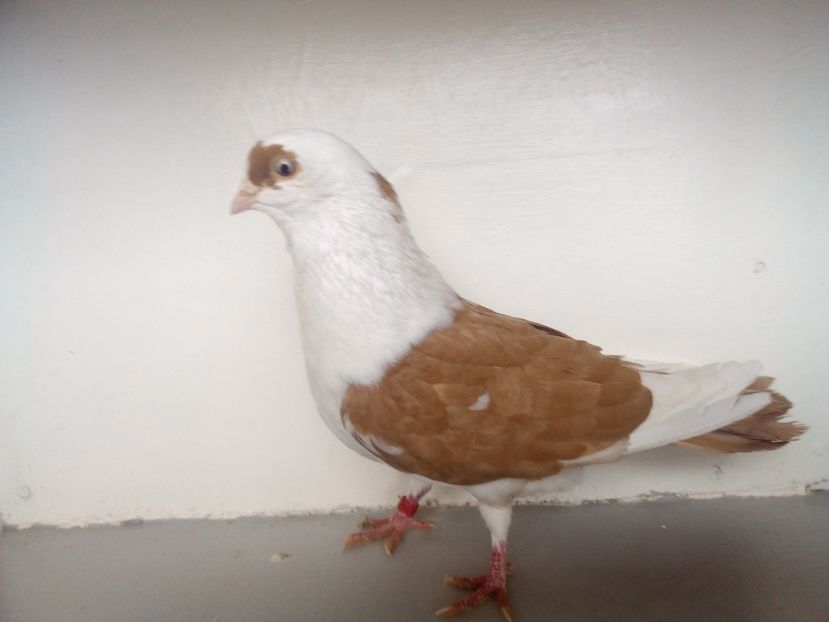  - PORUMBEI CARE MI AU APARTINUT