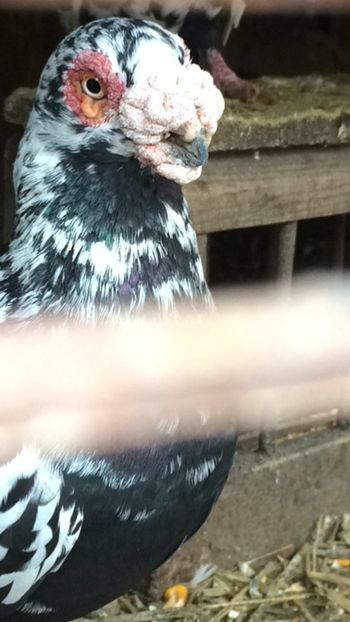 image - Berberi 2019