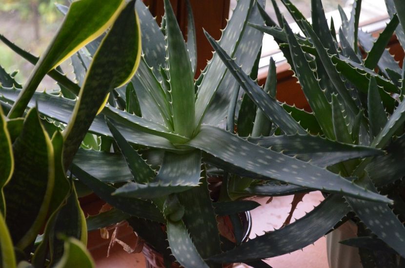  - suculente si cactusi