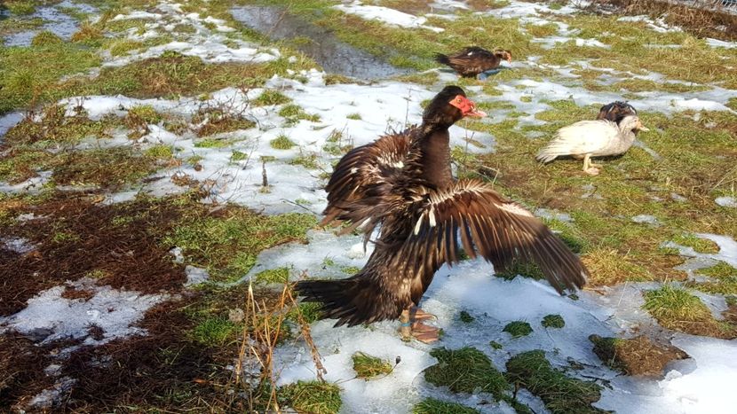 La soare - 0001 rate lesesti matca 2019 lot 2