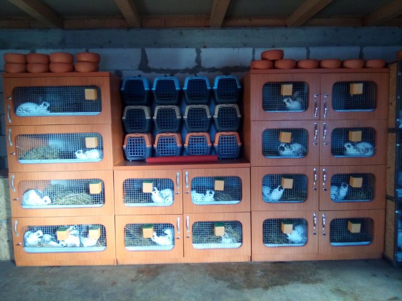 PESTRIȚ ENGLEZ - 2-PESTRIT ENGLEZ