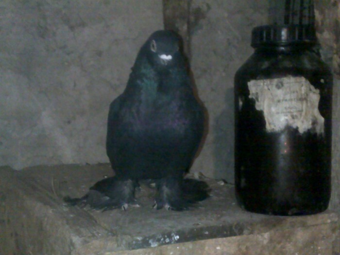 23012010126 - jucatori de edinet