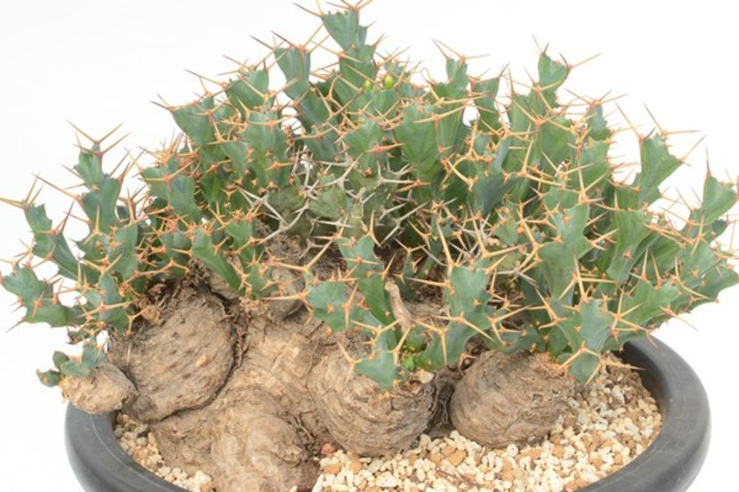 Euphorbia clavigera - Whish list pentru viata urmatoare1
