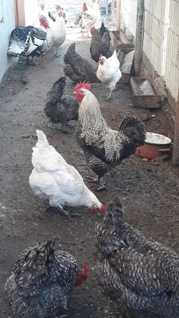 Marans SilberGesperbert - 2019 Marans BlauSilber și BlackSilber