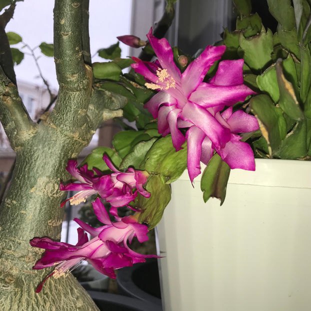  - Plante de interior 2019
